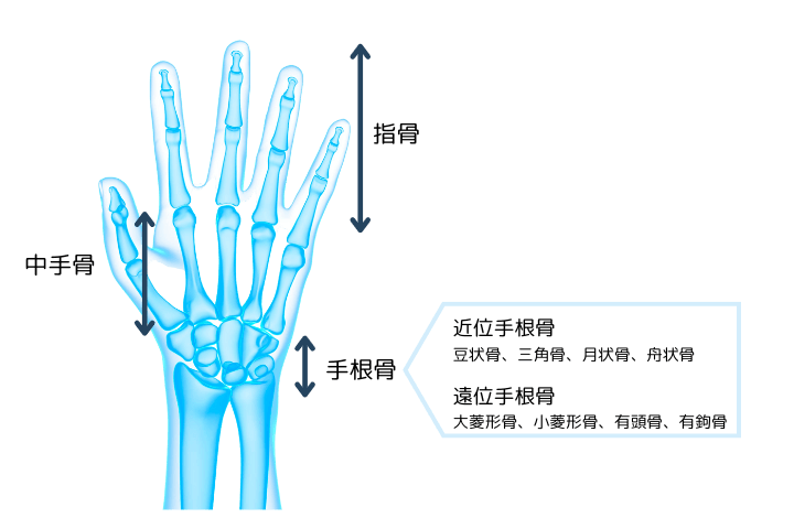 手の骨の解剖生理